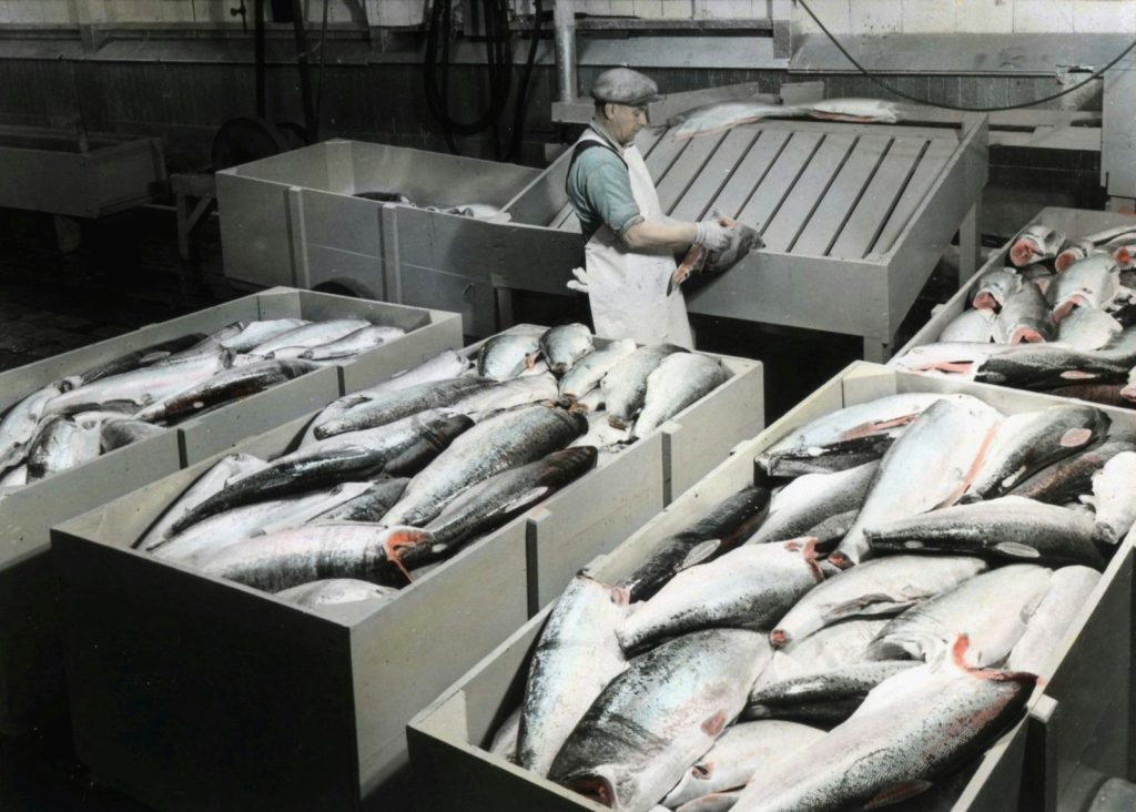 Workers sorting large quantities of fresh fish
